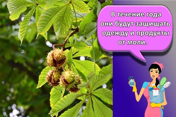 В течение года они будут защищать одежду и продукты от моли.