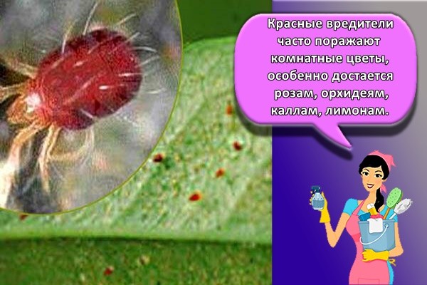 Красные вредители часто поражают комнатные цветы, особенно достается розам, орхидеям, каллам, лимонам