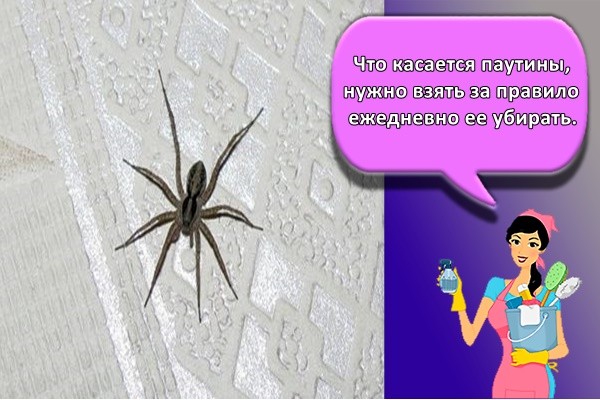 Что касается паутины, нужно взять за правило ежедневно ее убирать.