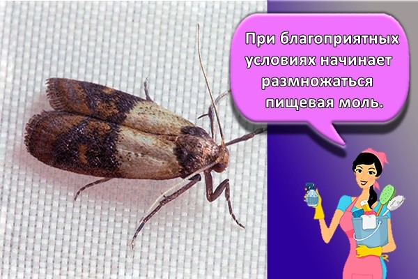 пищевая моль