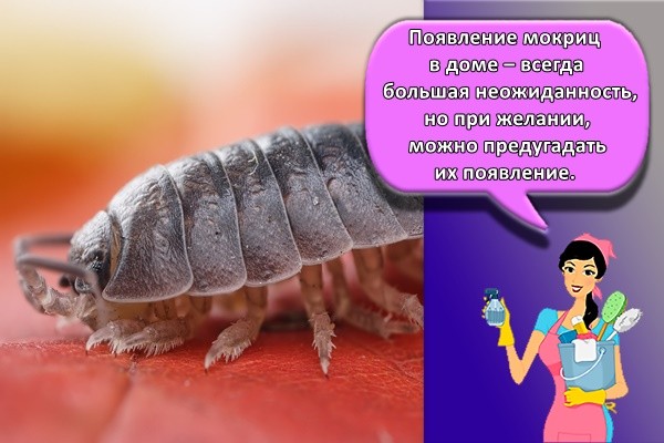 Появление мокриц в доме – всегда большая неожиданность, но при желании, можно предугадать их появление
