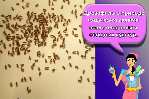 Дрозофилы в природе чаще всего селятся возле плодовых и овощных культур.