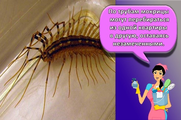По трубам мокрицы могут перебираться из одной квартиры в другую, оставаясь незамеченными.
