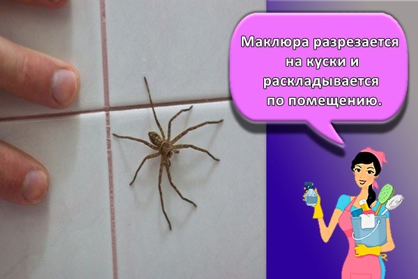 Маклюра разрезается на куски и раскладывается по помещению.