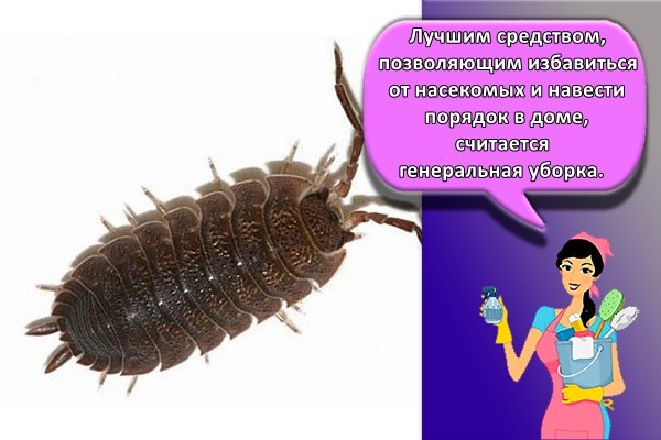 Лучшим средством, позволяющим избавиться от насекомых и навести порядок в доме, считается генеральная уборка.