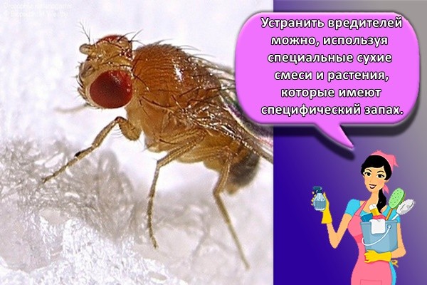 Устранить вредителей можно, используя специальные сухие смеси и растения, которые имеют специфический запах.