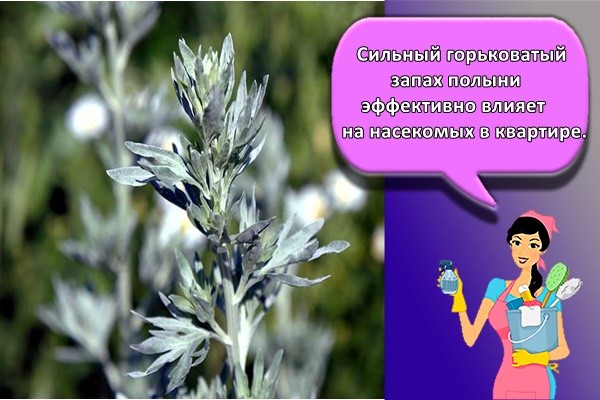 Сильный горьковатый запах полыни эффективно влияет на насекомых в квартире.