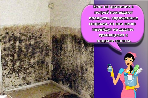 Если на хранение в погреб помещают продукты, зараженные спорами, то они легко перейдут на другие хранящиеся в подвале запасы
