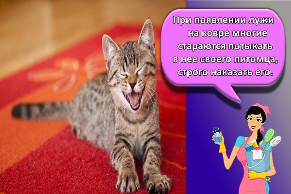 При появлении лужи на ковре многие стараются потыкать в нее своего питомца, строго наказать его.