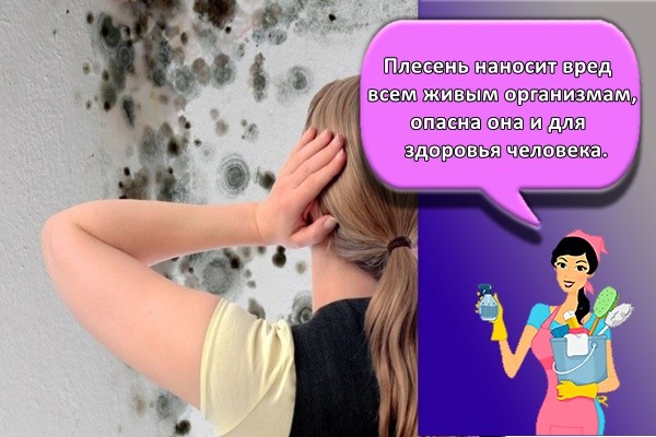 Плесень наносит вред всем живым организмам, опасна она и для здоровья человека,