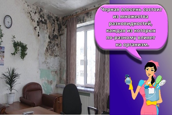 Черная плесень состоит из множества разновидностей, каждая из которых по-разному влияет на организм