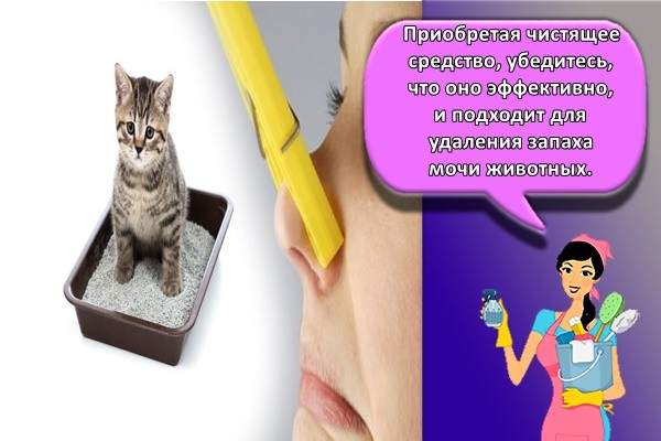 Приобретая чистящее средство, убедитесь, что оно эффективно, и подходит для удаления запаха мочи животных.
