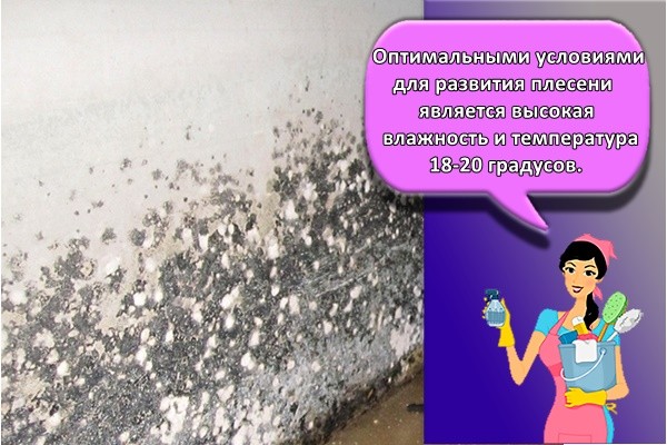 Оптимальными условиями для развития плесени является высокая влажность и температура 18-20 градусов.