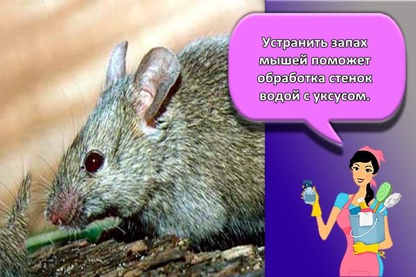 запах мышей
