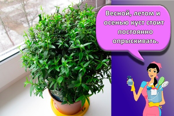 Посадка и уход за миртом в домашних условиях, правила выращивания