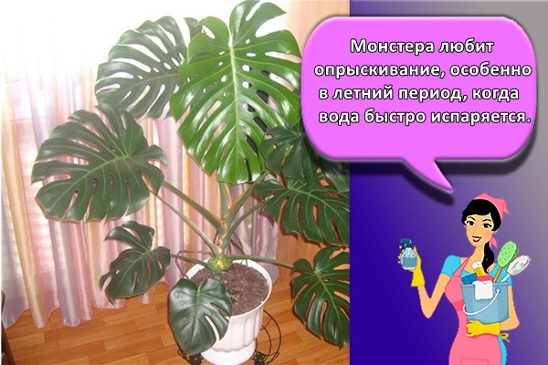 Монстера любит опрыскивание, особенно в летний период, когда вода быстро испаряется.