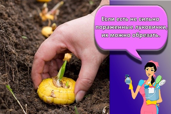 Если есть не сильно пораженные луковички, их можно обрезать.