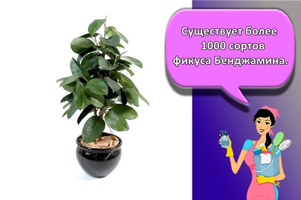Существует более 1000 сортов фикуса Бенджамина.