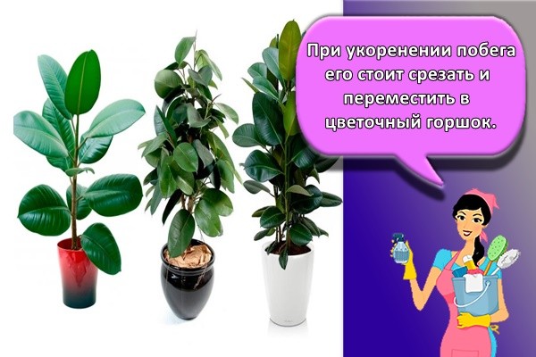 ри укоренении побега его стоит срезать и переместить в цветочный горшок.