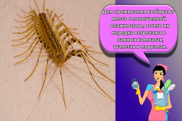 Для проживания выбирают места с повышенной влажностью, отчего их нередко встречают в ванных комнатах, туалетах и подвалах.