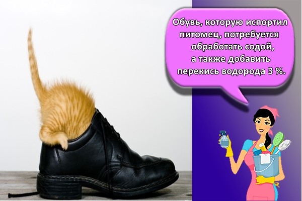 Обувь, которую испортил питомец, потребуется обработать содой, а также добавить перекись водорода 3 %.