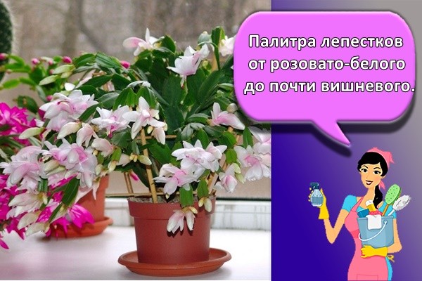 палитра лепестков от розовато-белого до почти вишневого.