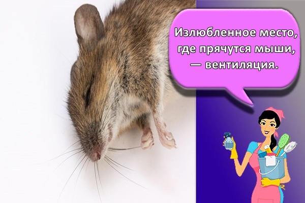 Излюбленное место, где прячутся мыши, — вентиляция.