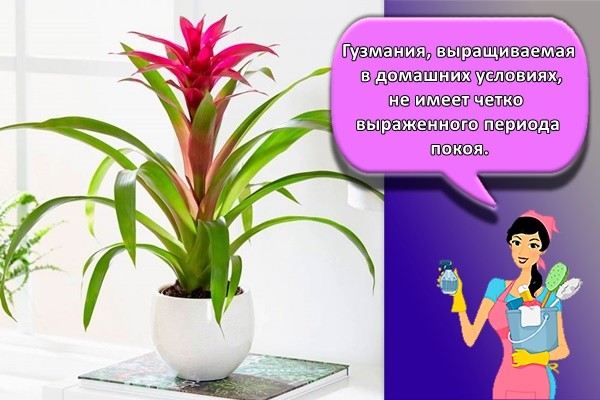 Гузмания, выращиваемая в домашних условиях, не имеет четко выраженного периода покоя.