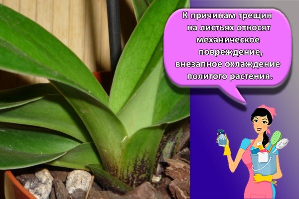 К причинам трещин на листьях относят механическое повреждение, внезапное охлаждение политого растения