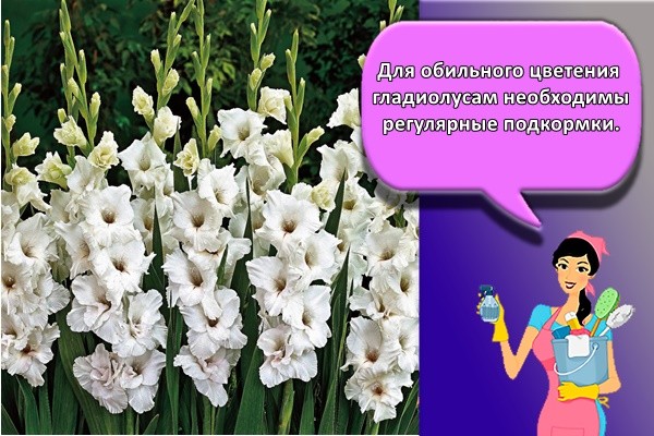 Для обильного цветения гладиолусам необходимы регулярные подкормки.