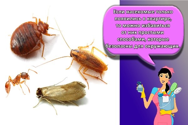Если насекомые только появились в квартире, то можно избавиться от них простыми способами, которые безопасны для окружающих.