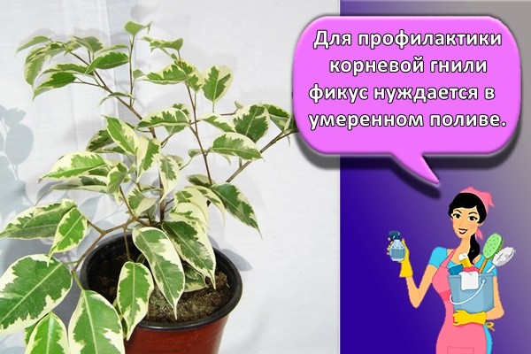 Для профилактики корневой гнили фикус нуждается в умеренном поливе.