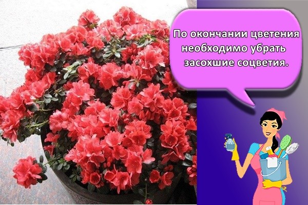 Убрать засохшие соцветия