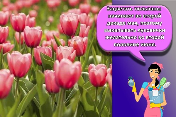 Зацветать тюльпаны начинают во второй декаде мая, поэтому выкапывать луковички желательно во второй половине июня