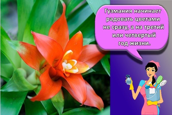 Гузмания начинает радовать цветами не сразу, а на третий или четвертый год жизни.