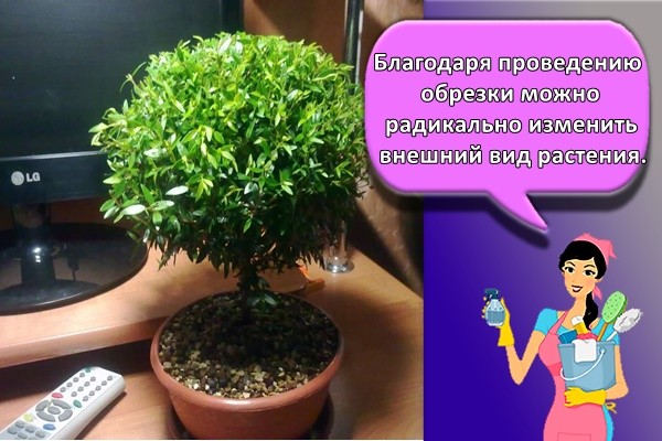 Благодаря проведению обрезки можно радикально изменить внешний вид растения.
