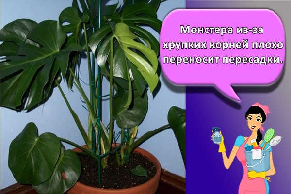Монстера из-за хрупких корней плохо переносит пересадки.