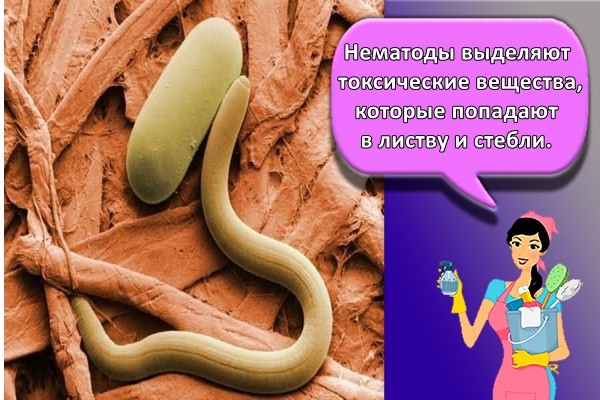Нематоды выделяют токсические вещества, которые попадают в листву и стебли.