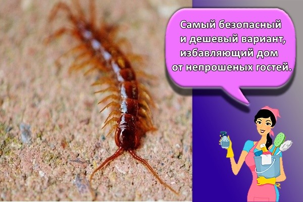 Самый безопасный и дешевый вариант, избавляющий дом от непрошеных гостей.