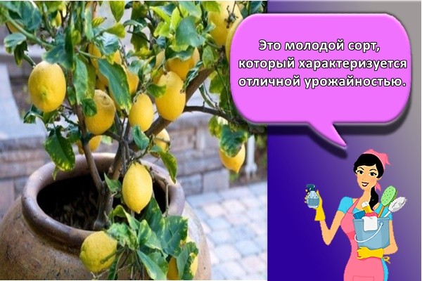 Это молодой сорт, который характеризуется отличной урожайностью