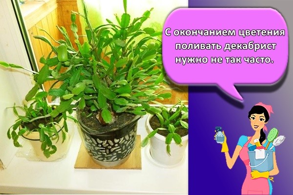 С окончанием цветения поливать декабрист нужно не так часто.