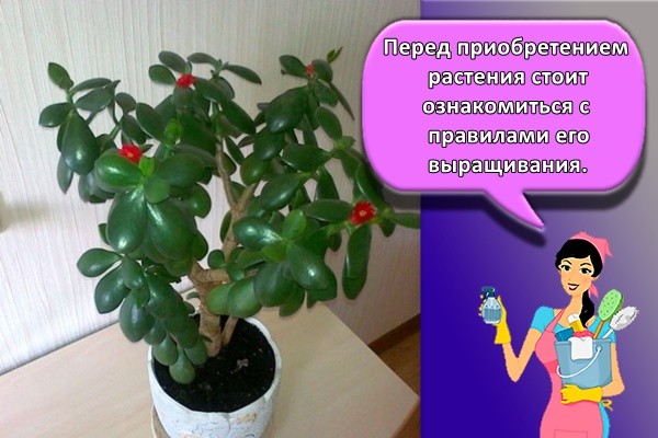 Перед приобретением растения стоит ознакомиться с правилами его выращивания.