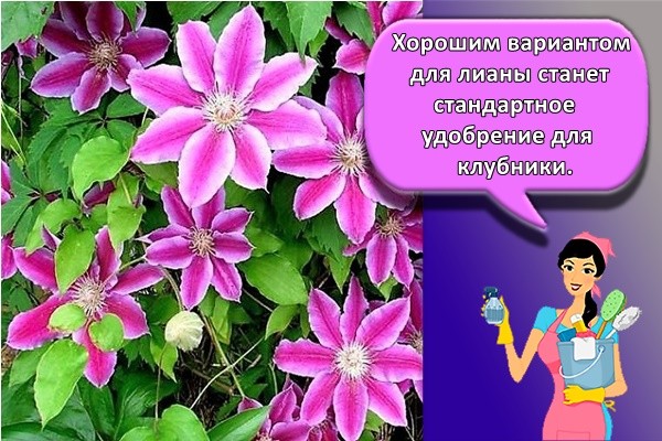 Хорошим вариантом для лианы станет стандартное удобрение для клубники.