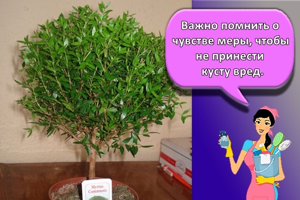 Важно помнить о чувстве меры, чтобы не принести кусту вред.