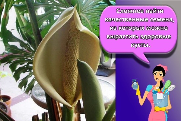 Сложнее найти качественные семена, из которых можно вырастить здоровые кусты.