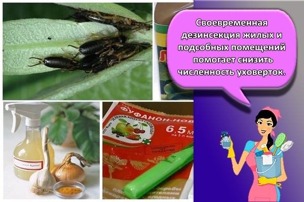 много уховерток