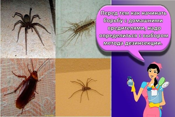 Перед тем как начинать борьбу с домашними вредителями, надо определиться с выбором метода дезинсекции.