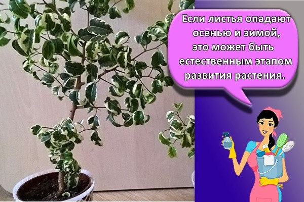 Если листья опадают осенью и зимой, это может быть естественным этапом развития растения.