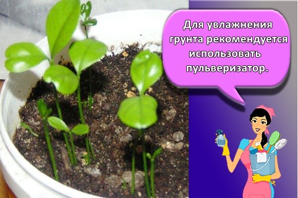 Для увлажнения грунта рекомендуется использовать пульверизатор.