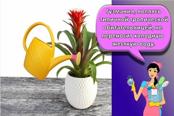 Гузмания, являясь типичной тропической обитательницей, не переносит холодную жесткую воду,
